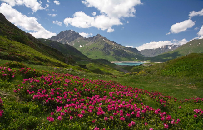 Обои картинки фото природа, горы, цветы, солнечно