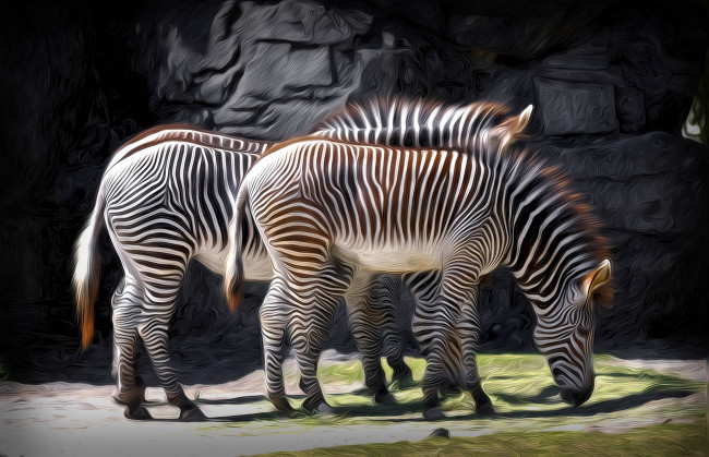Обои картинки фото разное, компьютерный дизайн, зебра, рисунок, дизайн, животное