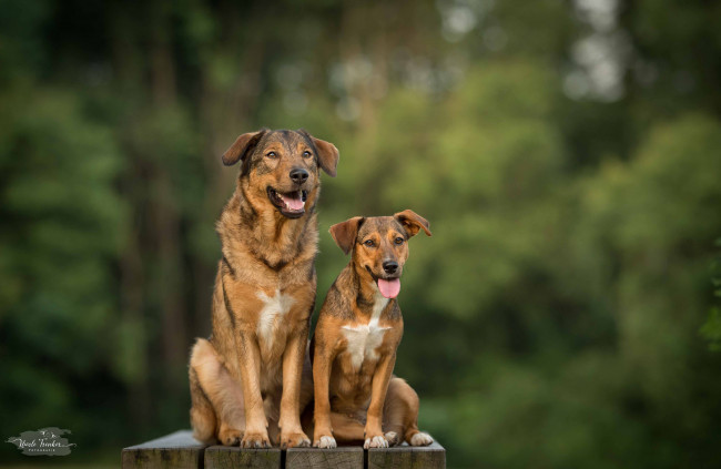 Обои картинки фото животные, собаки, окрас, животное, порода, шерсть, собака