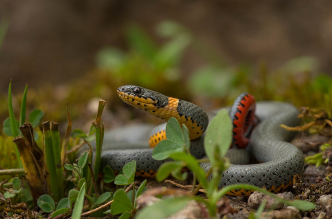 Обои картинки фото животные, змеи,  питоны,  кобры, змейка