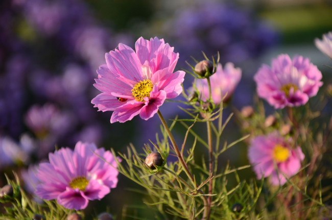 Обои картинки фото цветы, космея, лето, божья, коровка, бутоны, макро, природа