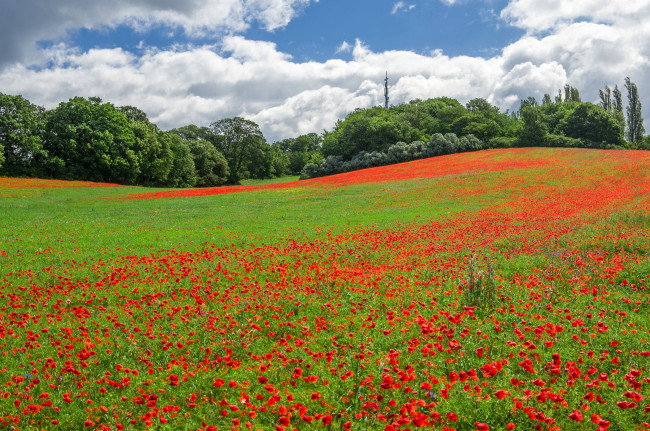 Обои картинки фото природа, луга, цветы, красные, деревья, кусты, поляна, трава, облака, зелень, маки, лето, солнце, небо