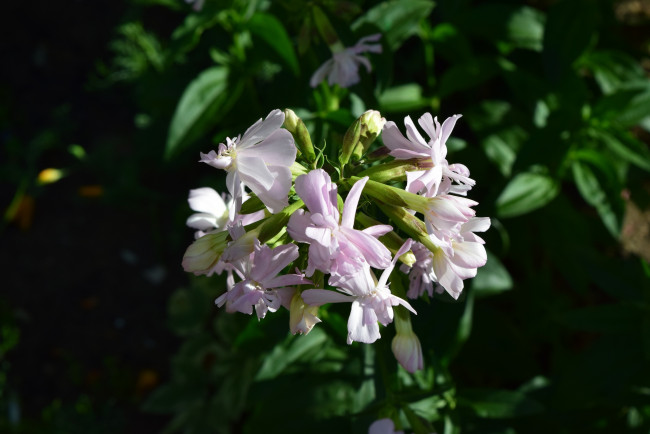 Обои картинки фото цветы, белый, цвет