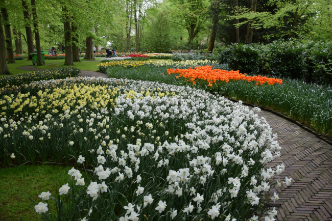 Обои картинки фото цветы, разные вместе, разноцветные