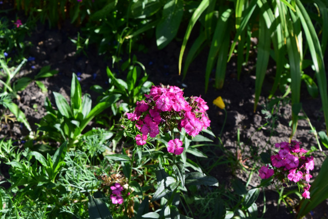 Обои картинки фото цветы, розовый, цвет