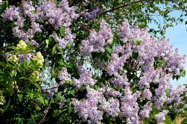 Обои картинки фото цветы, сирень, сиреневый, цвет