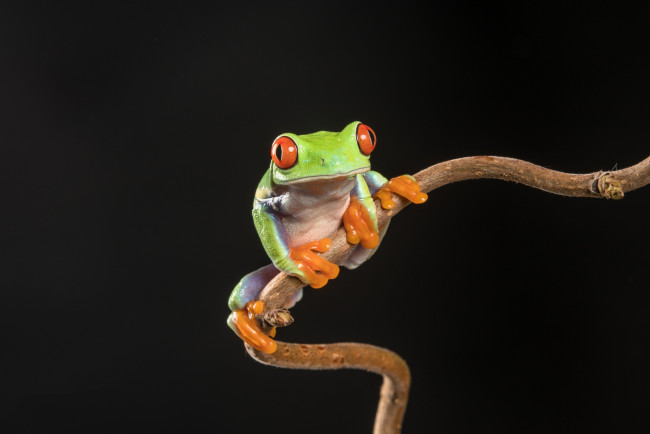 Обои картинки фото животные, лягушки, лягушка