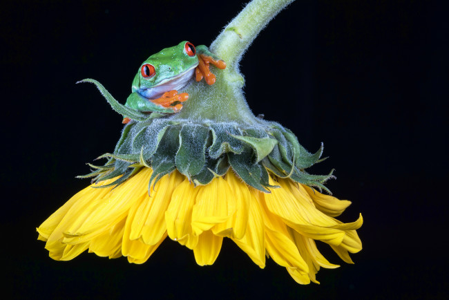 Обои картинки фото животные, лягушки, лягушка