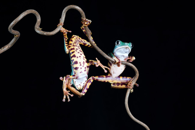 Обои картинки фото животные, лягушки, лягушка