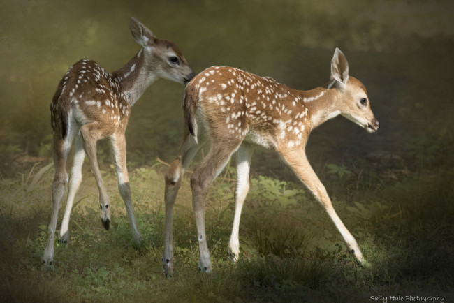 Обои картинки фото животные, олени, малыши, большой, шерсть, окрас, олень