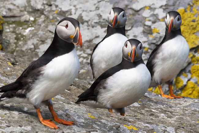 Обои картинки фото животные, тупики, тупик, окрас, перья, птица