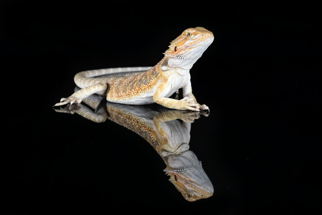 Обои картинки фото животные, Ящерицы,  игуаны,  вараны, ящерка