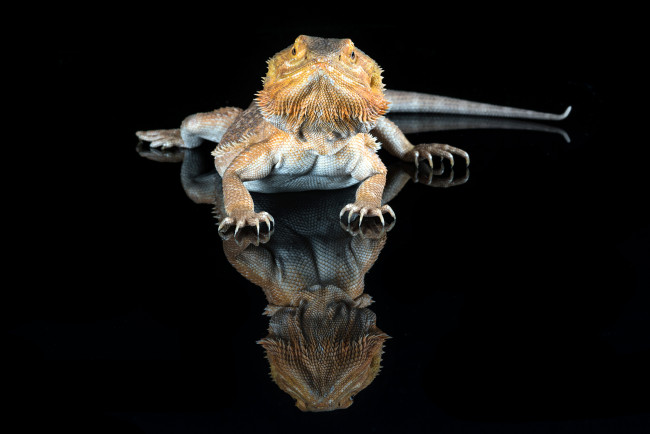 Обои картинки фото животные, Ящерицы,  игуаны,  вараны, ящерка