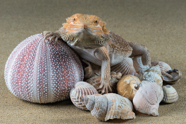 Обои картинки фото животные, Ящерицы,  игуаны,  вараны, ящерка