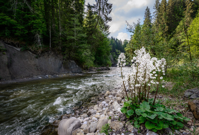 Обои картинки фото природа, реки, озера, река, лес