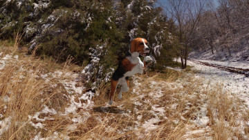 Картинка 3д+графика животные+ animals фон собака взгляд