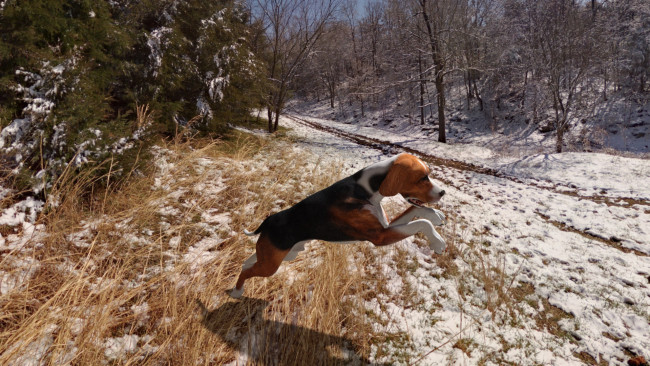 Обои картинки фото 3д графика, животные , animals, собака, фон, взгляд