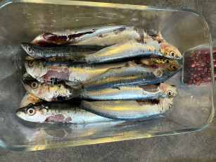 Картинка еда рыба +морепродукты +суши +роллы салака