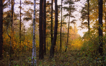 Картинка природа лес осень