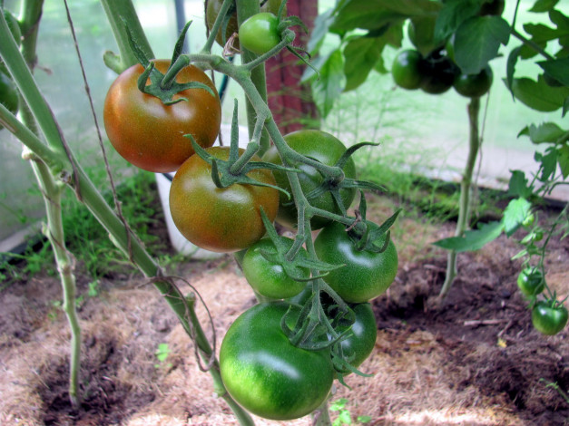 Обои картинки фото природа, плоды, помидоры