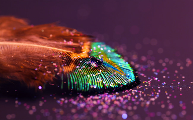 Обои картинки фото разное, перья, перо, капля, блестки