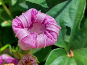 обоя цветы, вьюнки,  ипомеи, макро, ипомея, бутон