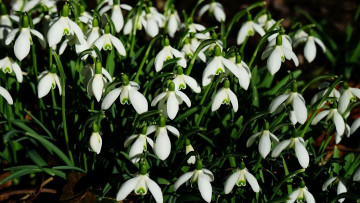 Картинка цветы подснежники +белоцветники +пролески весна первоцветы