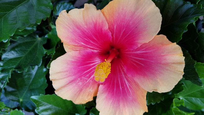 Обои картинки фото цветы, гибискусы, розовый, гибискус, макро