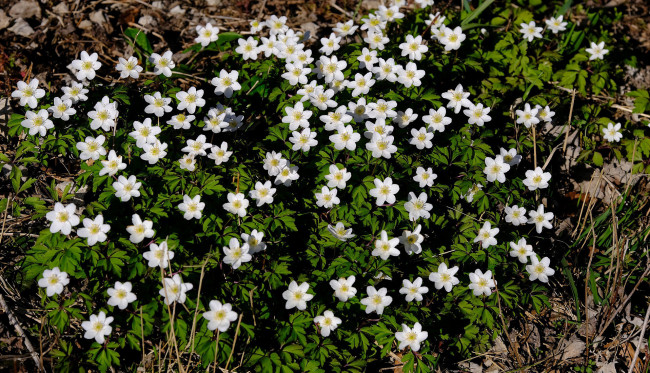 Обои картинки фото цветы, ветреницы,  печёночницы, ветреница, дубравная