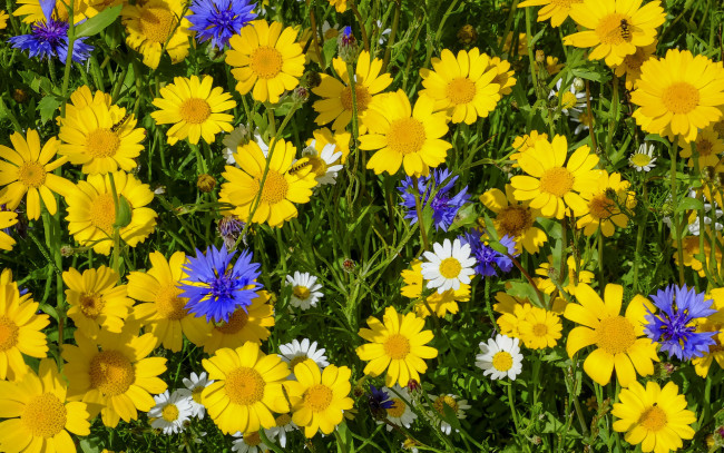 Обои картинки фото цветы, луговые , полевые,  цветы, васильки, ромашки