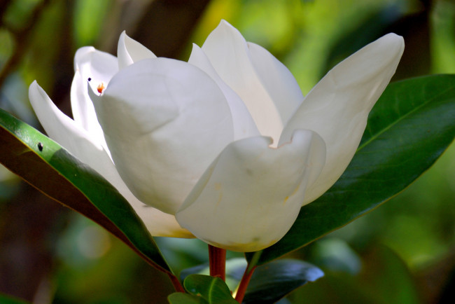 Обои картинки фото цветы, магнолии, белая, магнолия, макро