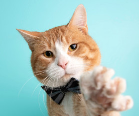 Картинка животные коты кот кошка