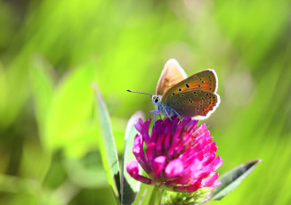 Картинка животные бабочки +мотыльки +моли цветок макро