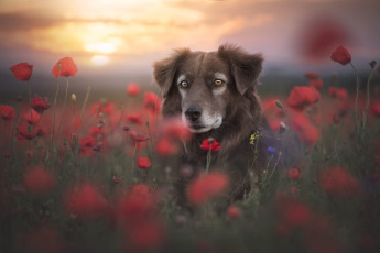 Картинка животные собаки собака