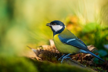 Картинка животные синицы +лазоревки птички