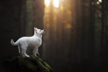 Картинка животные собаки собака