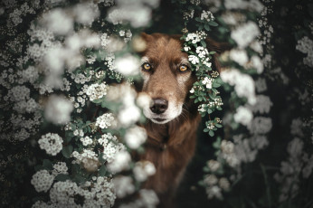 Картинка животные собаки собака