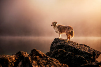 Картинка животные собаки собака