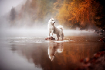 Картинка животные собаки собака