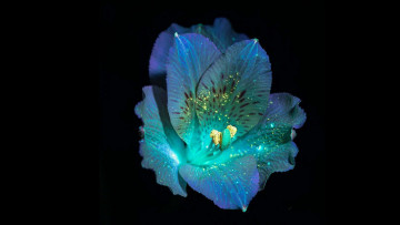 обоя цветы, альстромерия, чёрный, фон, цветок