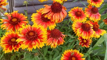 обоя цветы, гайлардии,  гелениумы, яркие, оранжевые