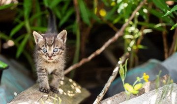 Картинка животные коты кот кошка