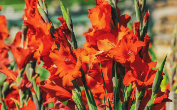 Картинка цветы гладиолусы алые