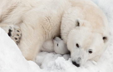 Картинка животные медведи белая медведица