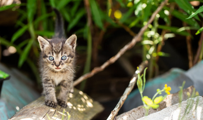 Обои картинки фото животные, коты, кот, кошка