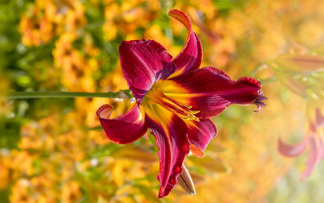 Обои картинки фото цветы, лилии,  лилейники, лилейник