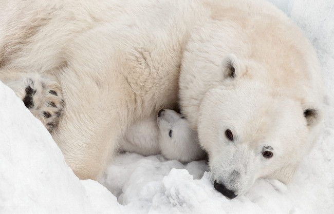 Обои картинки фото животные, медведи, белая, медведица