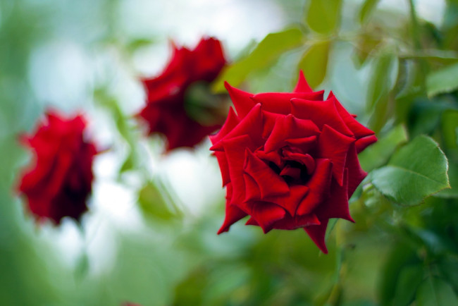 Обои картинки фото цветы, розы, алая, роза, бутоны