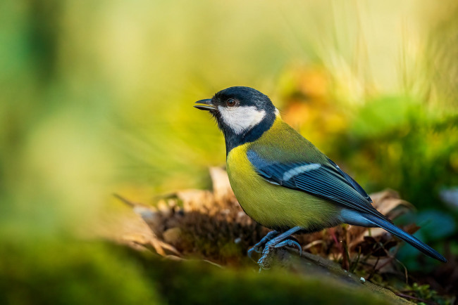 Обои картинки фото животные, синицы,  лазоревки, птички