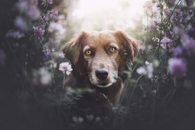 Обои картинки фото животные, собаки, собака